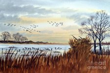 duck-hunting-season-begins-for-canvasback-bill-holkham.jpg