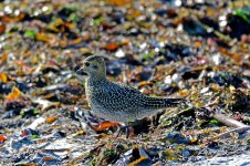 lapwing-plover-3749411_1280.jpg