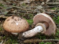 Agaricus-sylvaticus-2-1.jpg