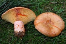 Lactarius-deliciosus-manitari.jpg