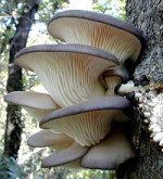 Pleurotus_ostreatus_1.jpg