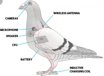 bird-diagram-900x658.png