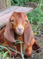 goat-brown-goat-animal-nature-horns-farm-virginia-big-ears.jpg