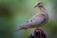 mourning-dove-58a6daf65f9b58a3c9161352.jpg