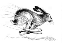 ink-black-white-illustration-running-hare-animal-running.jpg