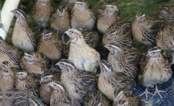 pastured-quail-web.jpg