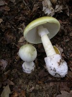 Amanita_phalloides_1.JPG