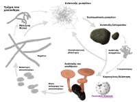 Sclerotia-kyklos_zois-psychedelic_wiki.png