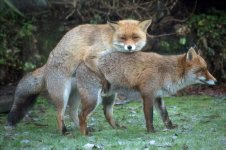 mating_foxes.jpg