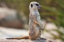 600px-Meerkat_feb_09.jpg