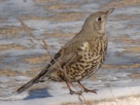 1280px-Turdus_viscivorus_in_Baikonur-town_001.jpg