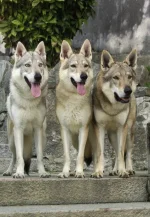 depositphotos_518226660-stock-photo-three-dog-czechoslovakian-wolfdogs-mountain.webp